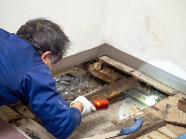 Best Mold Removal Company Near Me  in Bunker Hill, OR