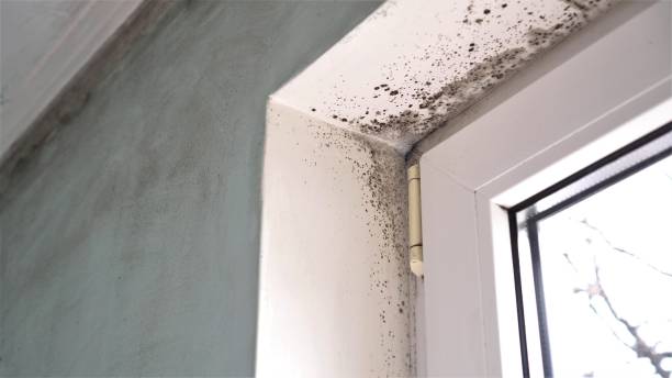 Best Mold Removal Near Me  in Bunker Hill, OR