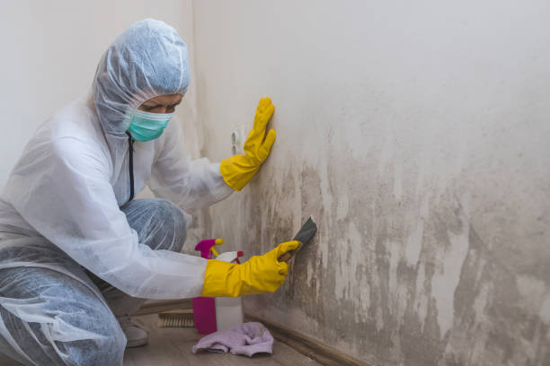 Best Toxic Mold Removal  in Bunker Hill, OR