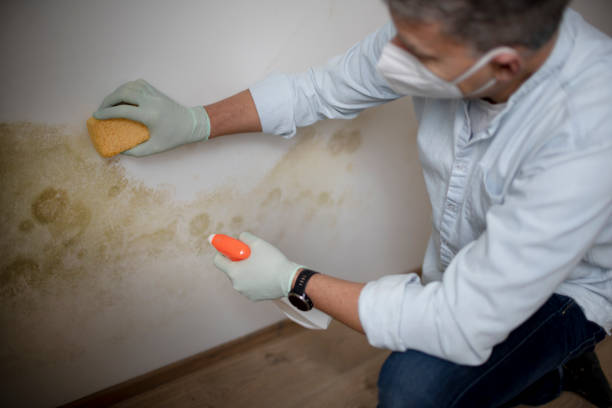 Best Local Mold Removal Service  in Bunker Hill, OR