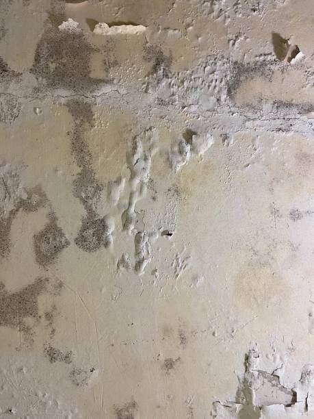 Best Best Mold Removal Companies  in Bunker Hill, OR