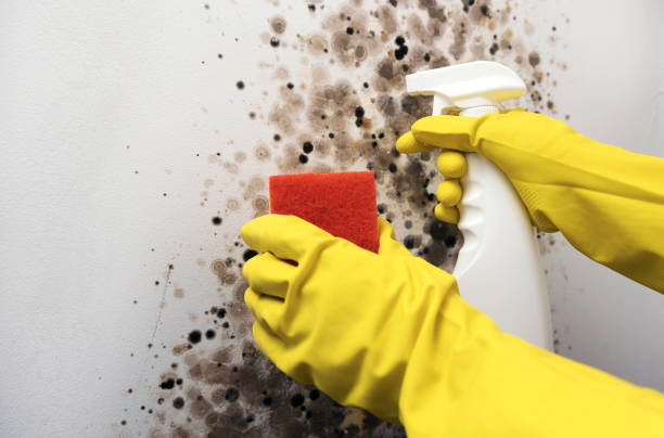 Best Attic Mold Removal  in Bunker Hill, OR